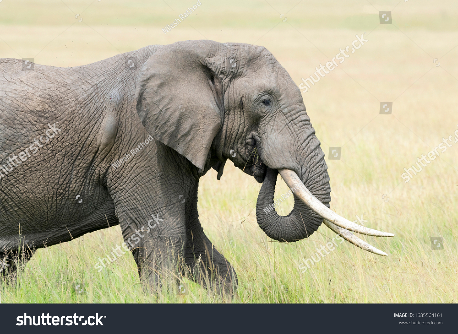 Male Bull Elephant with Big Tusks #1685564161