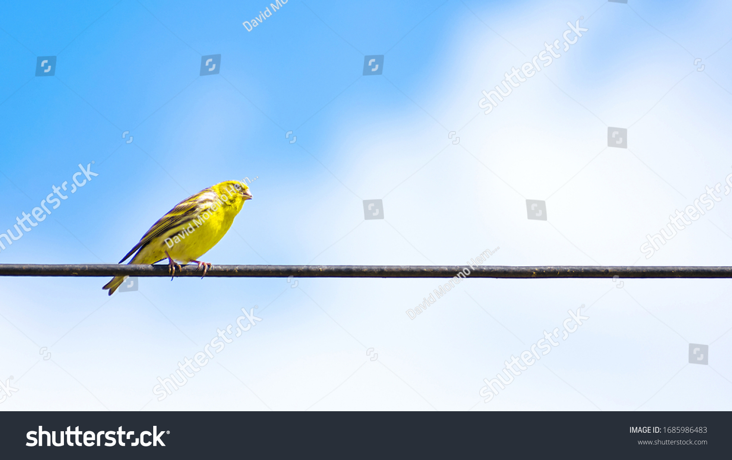 The Atlantic canary bird Serinus canaria , canaries, island canary, canary, or common canaries birds perched on an electric wire. #1685986483