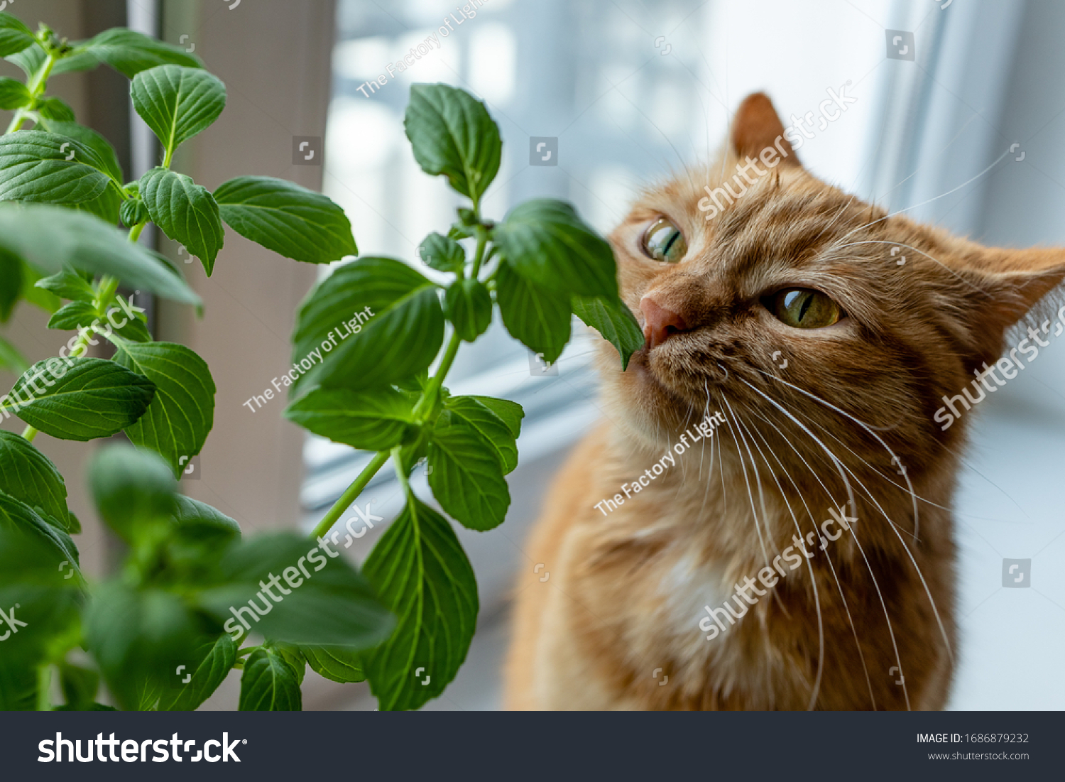 Ginger cat sniffs basil growing on a windowsill, indoors. #1686879232
