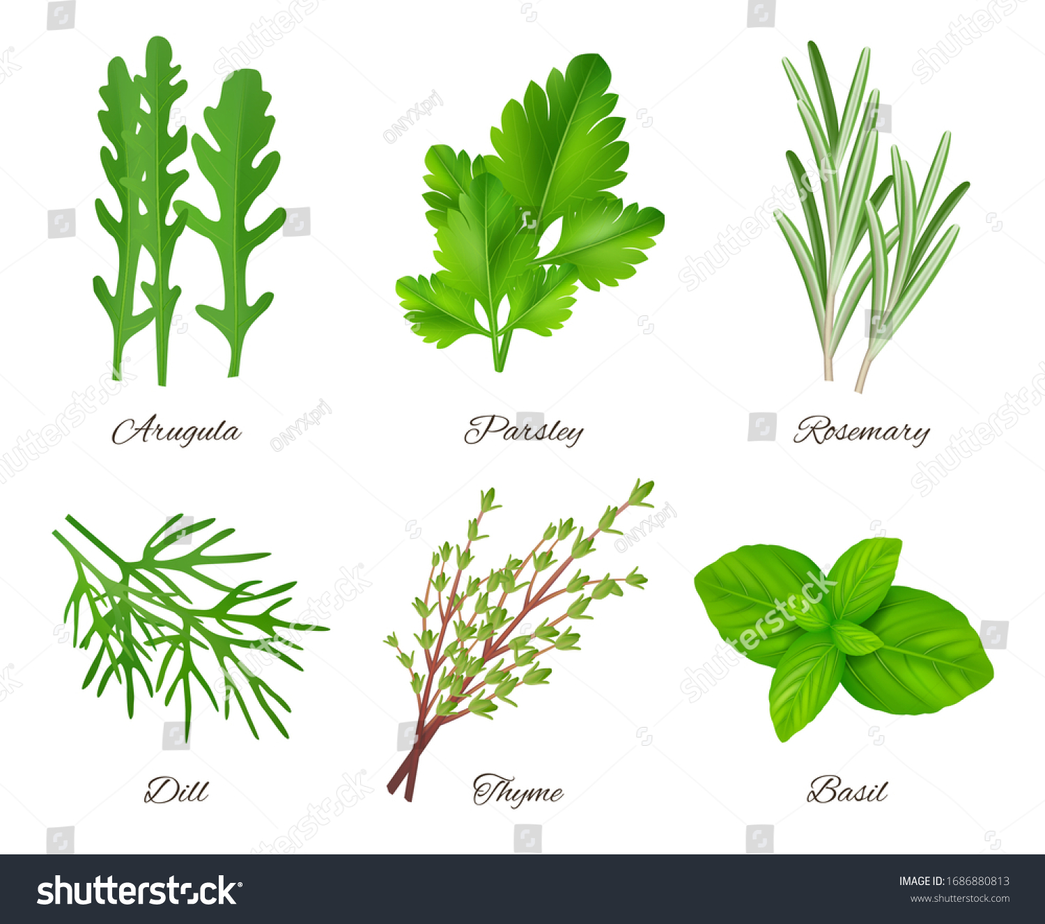 Herbs realistic. Green food species aromatic product ingredients parsley rosemary sage onion vector collection #1686880813