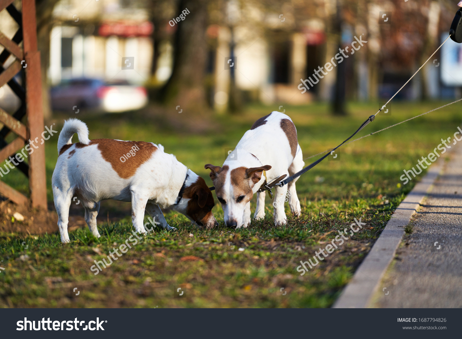 Two Jack Russell terriers walking along the grass. #1687794826