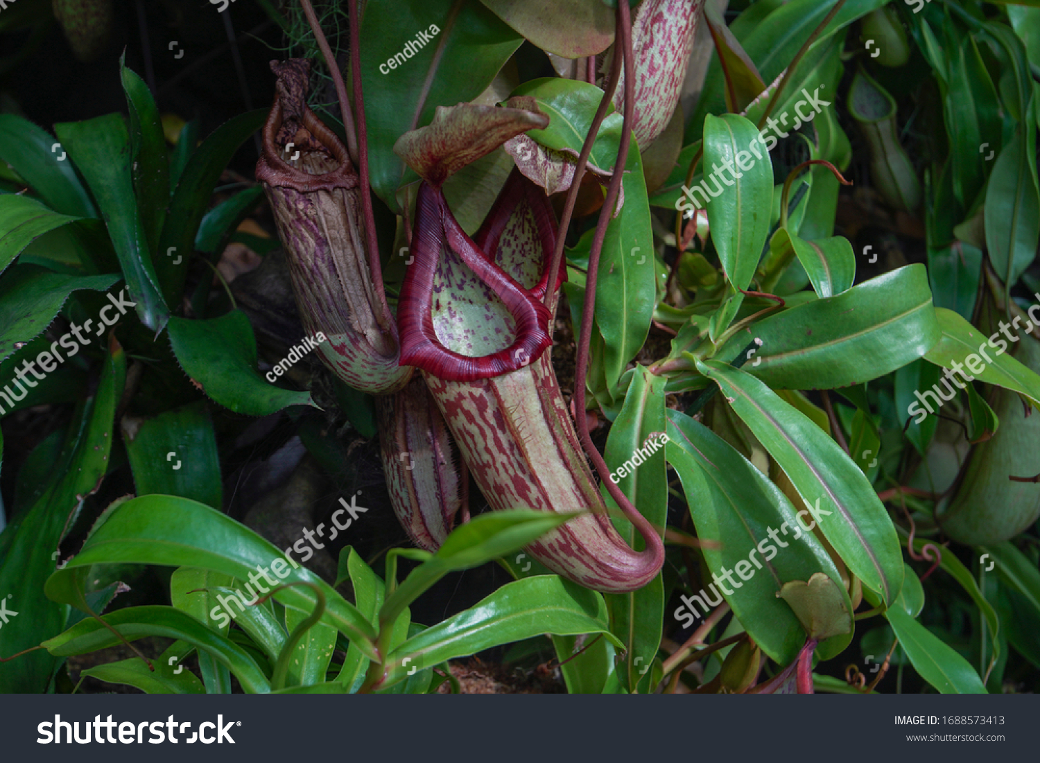 Exotic flower of Carnivorous plants, Nepenthes plants, Tropical pitcher plants and monkey cups #1688573413