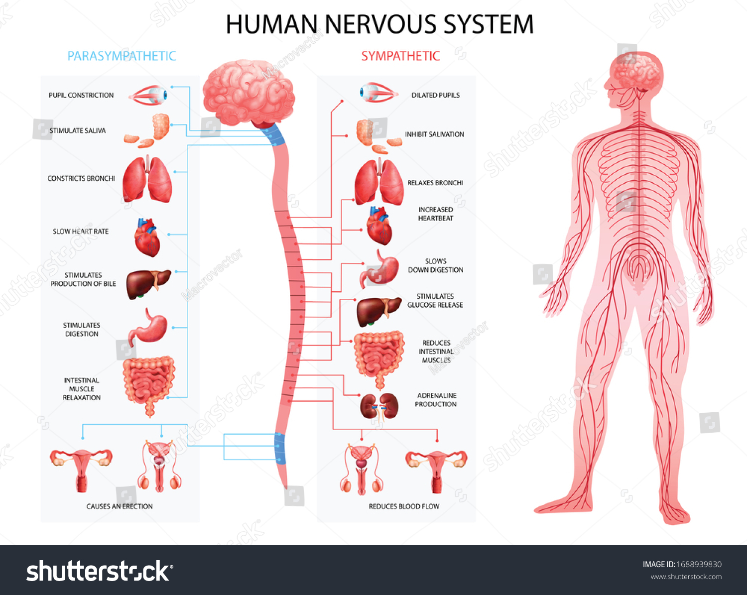 Human body nervous system sympathetic parasympathetic charts with realistic  organs depiction and anatomical terminology vector illustration  #1688939830