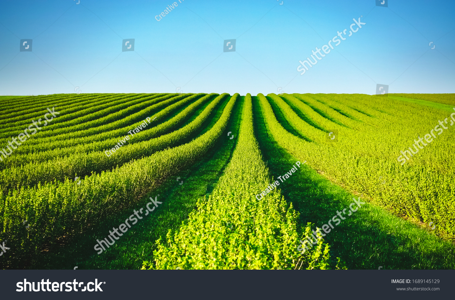 Row of blackcurrant bushes on a summer farm in sunny day. Location place of Ukraine, Europe. Photo of creativity concept. Scenic image of agrarian land in springtime. Discover the beauty of earth. #1689145129