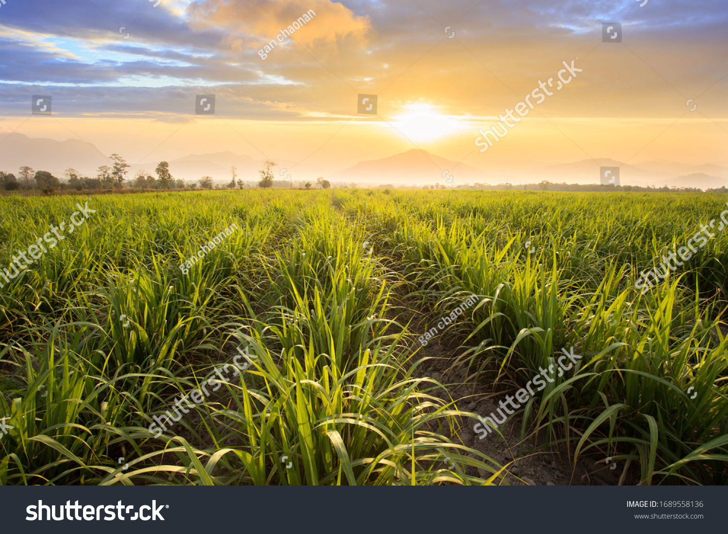 Sugarcane field at sunset. sugarcane is a grass of poaceae family. it taste sweet and good for health. Well known as tebu in malaysia #1689558136