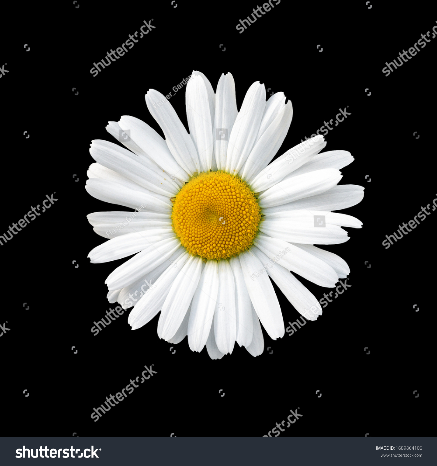 Flowering of daisies isolated in black background. Oxeye daisy, Leucanthemum vulgare, daisies, Common daisy, Dog daisy, Moon daisy. #1689864106