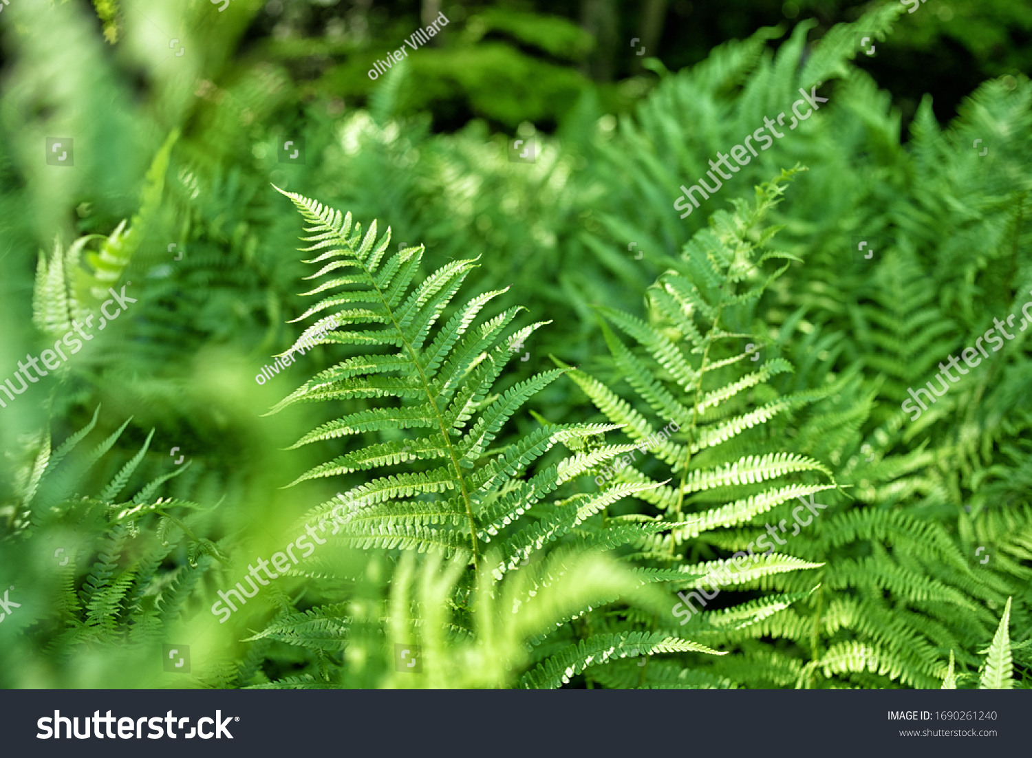 
close up of green ferns in a botanical garden #1690261240