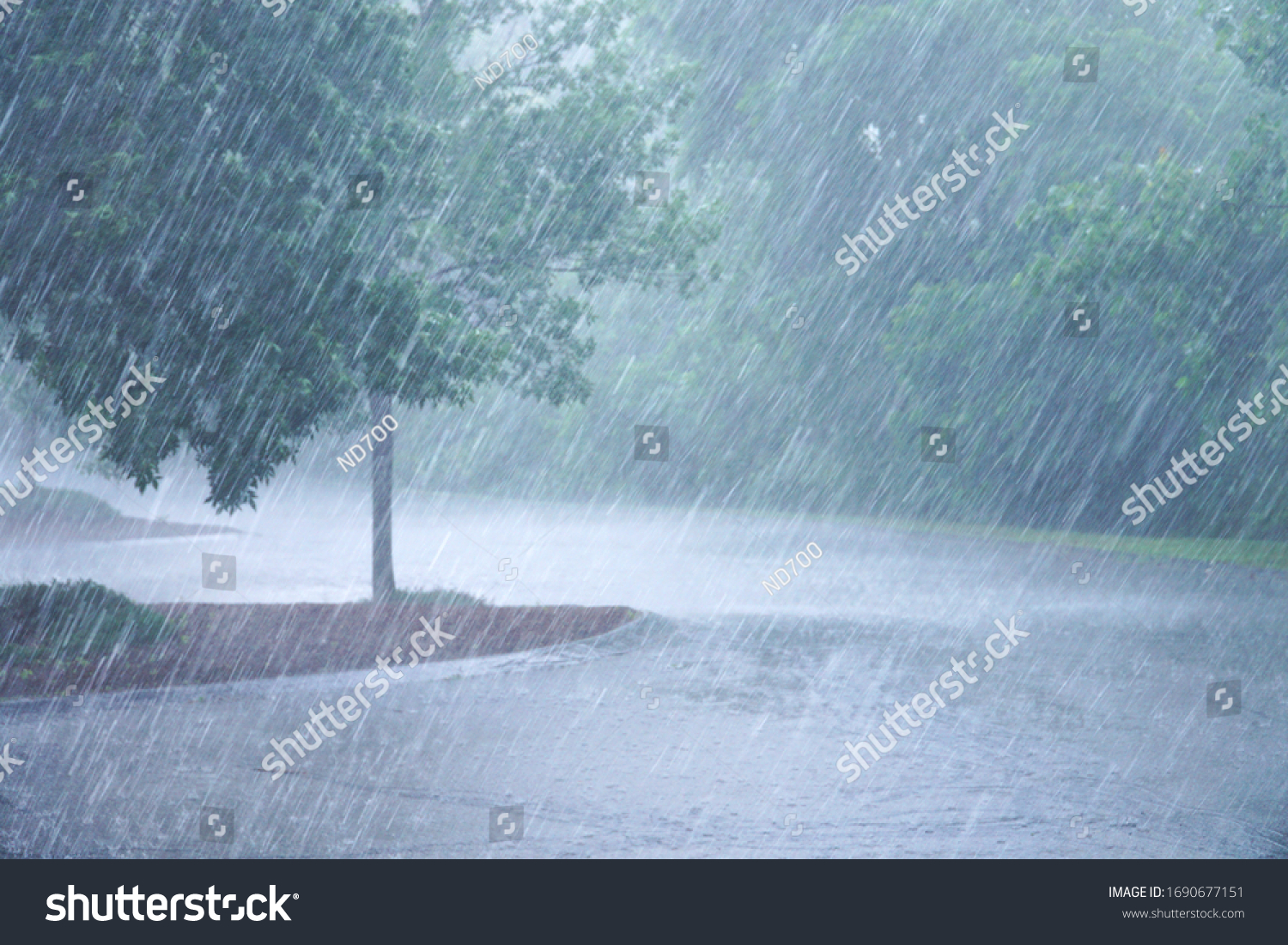 heavy rain and tree in the parking lots         #1690677151
