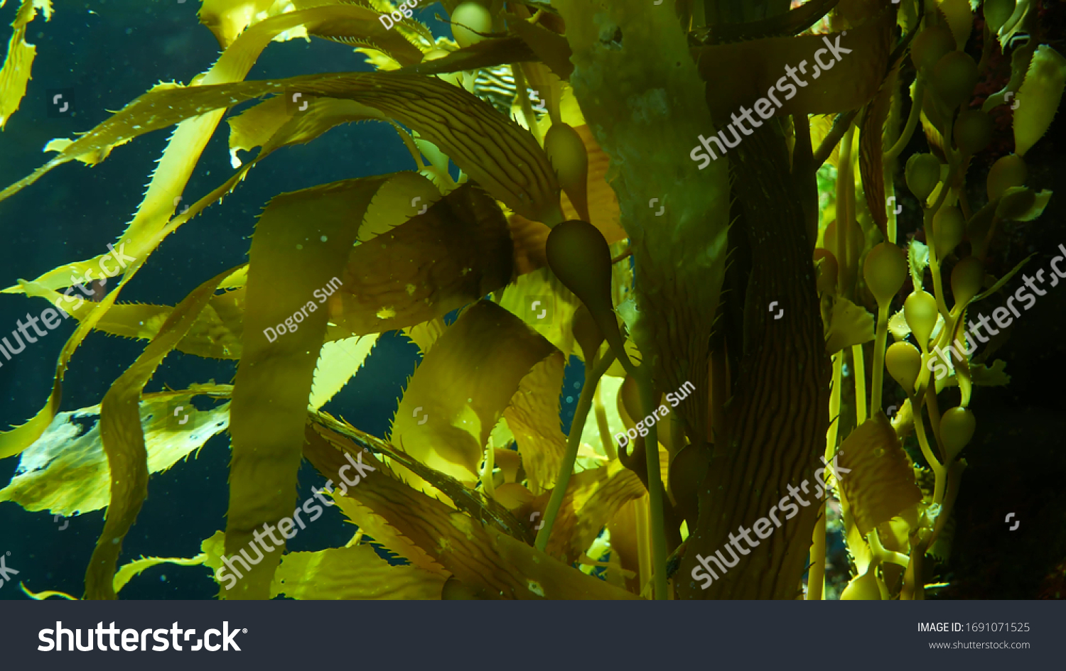 Light rays filter through a Giant Kelp forest. Macrocystis pyrifera. Diving, Aquarium and Marine concept. Underwater close up of swaying Seaweed leaves. Sunlight pierces vibrant exotic Ocean plants. #1691071525