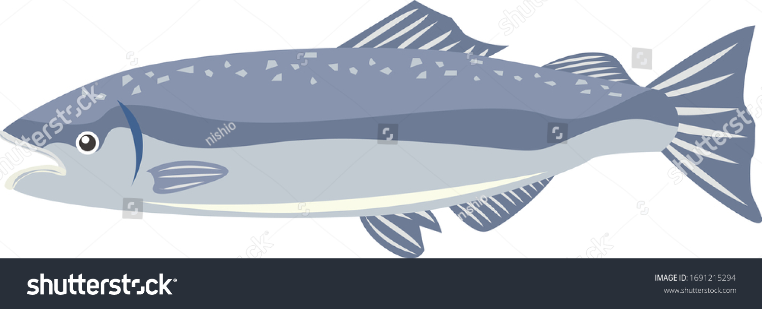 Sockeye salmon vector illustration . - Royalty Free Stock Vector ...