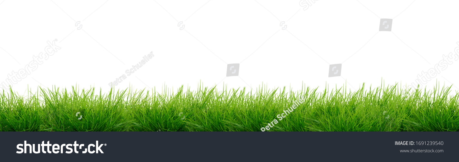 Green grass isolated - banner #1691239540