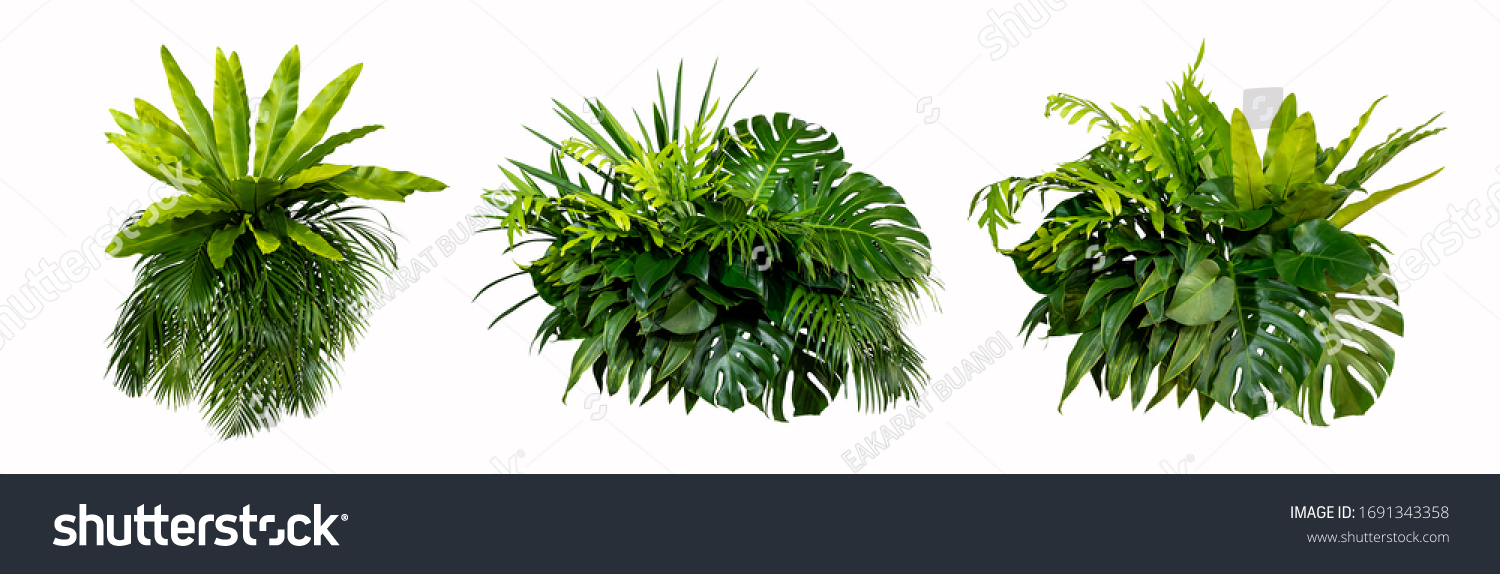 Green leaves of tropical plants bush (Monstera, palm, rubber plant, pine, bird’s nest fern) floral arrangement indoors garden nature backdrop isolated on white background thailand, clipping path.  #1691343358