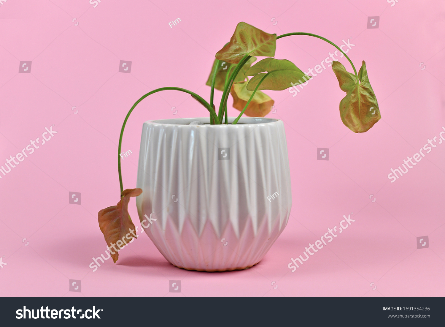 Neglected dying house plant in white flower pot on pink background #1691354236