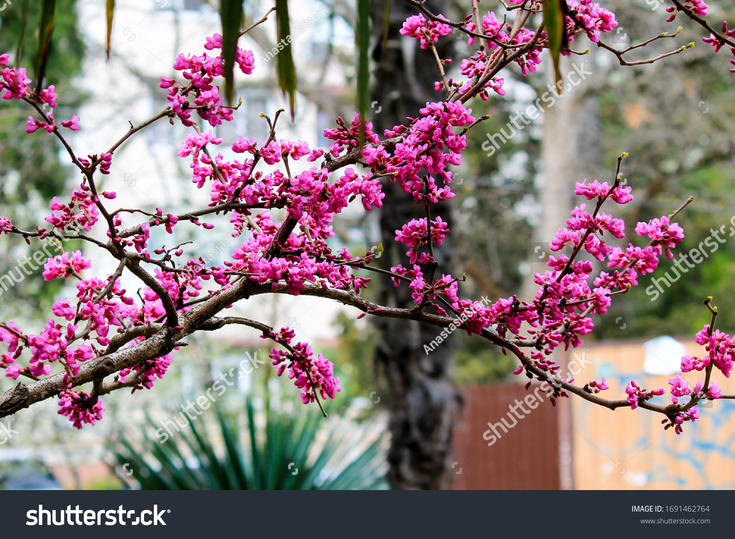 Beautiful lilac pink flowers blossomed on the plant Lingonaria Judas tree Cercis in spring in the park #1691462764