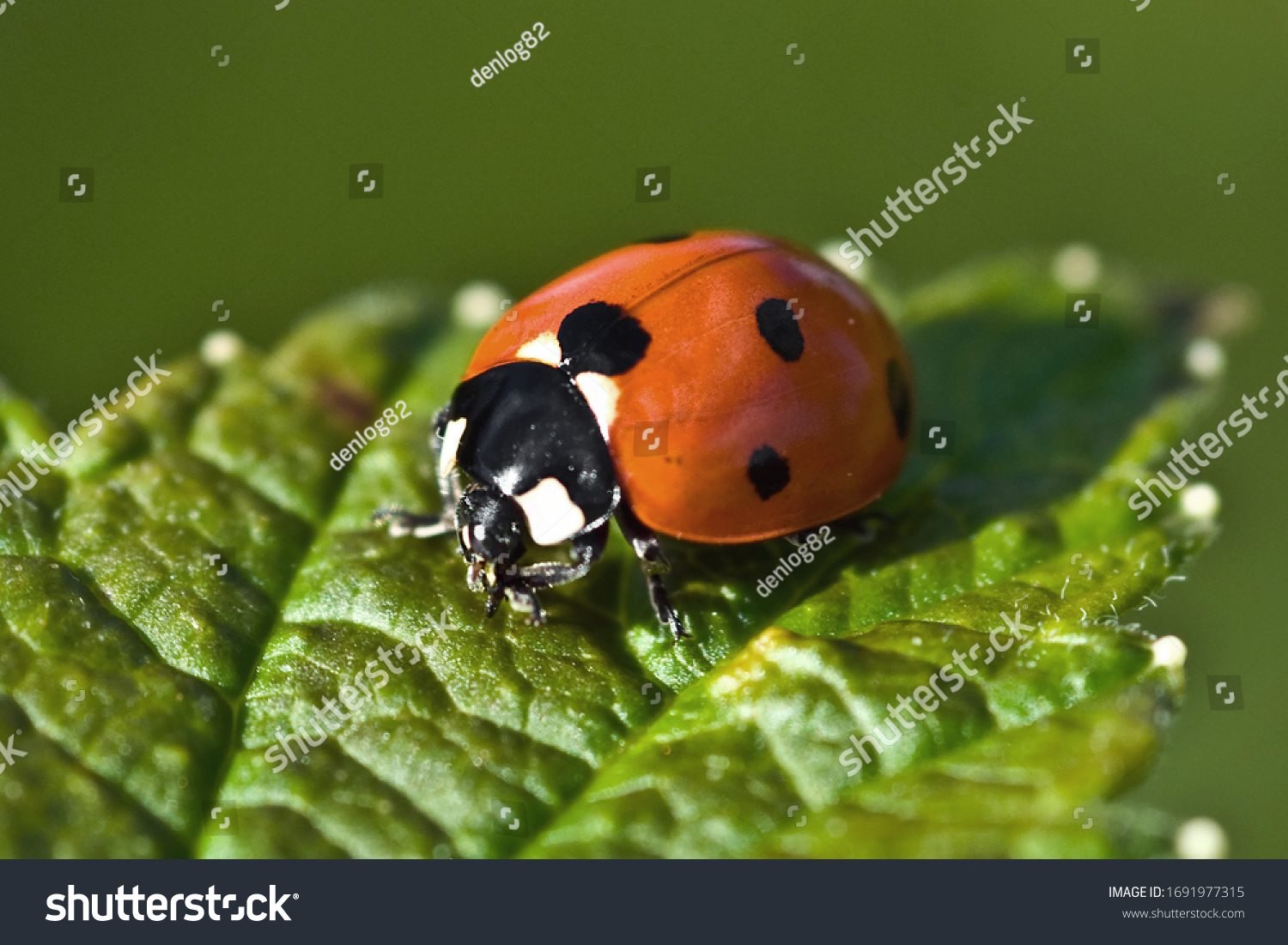 A red ladybug sits on a green leaf on a hot and sunny summer day. #1691977315