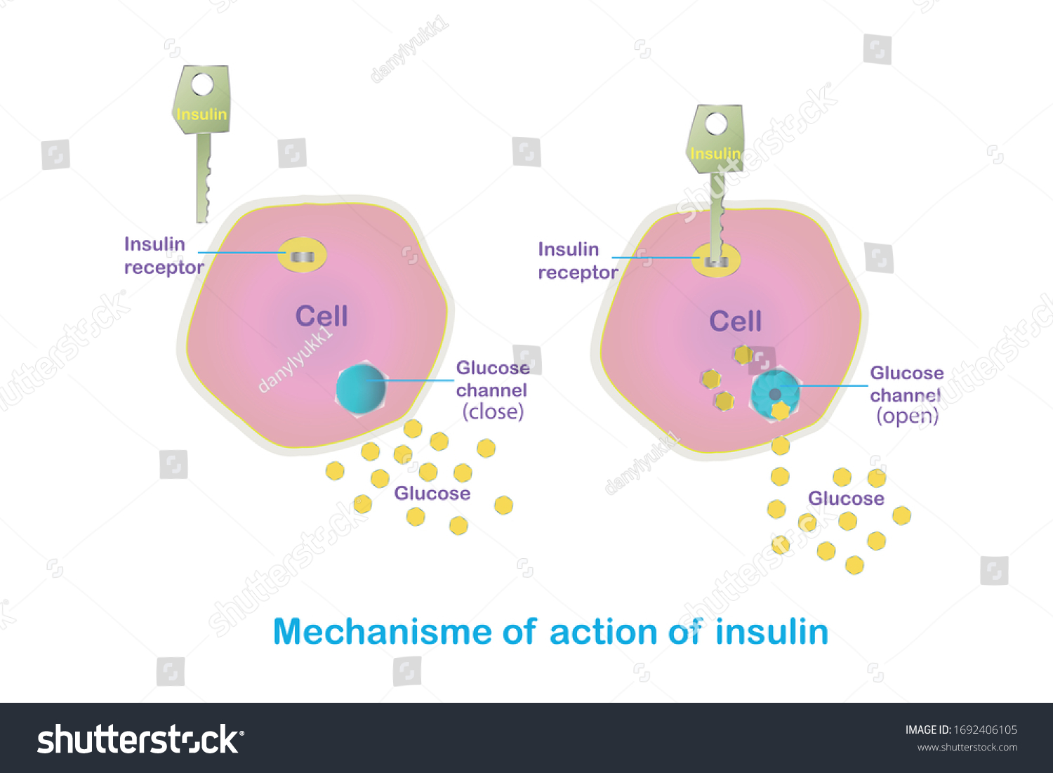 Mechanism of action of insulin. How does insulin - Royalty Free Stock ...