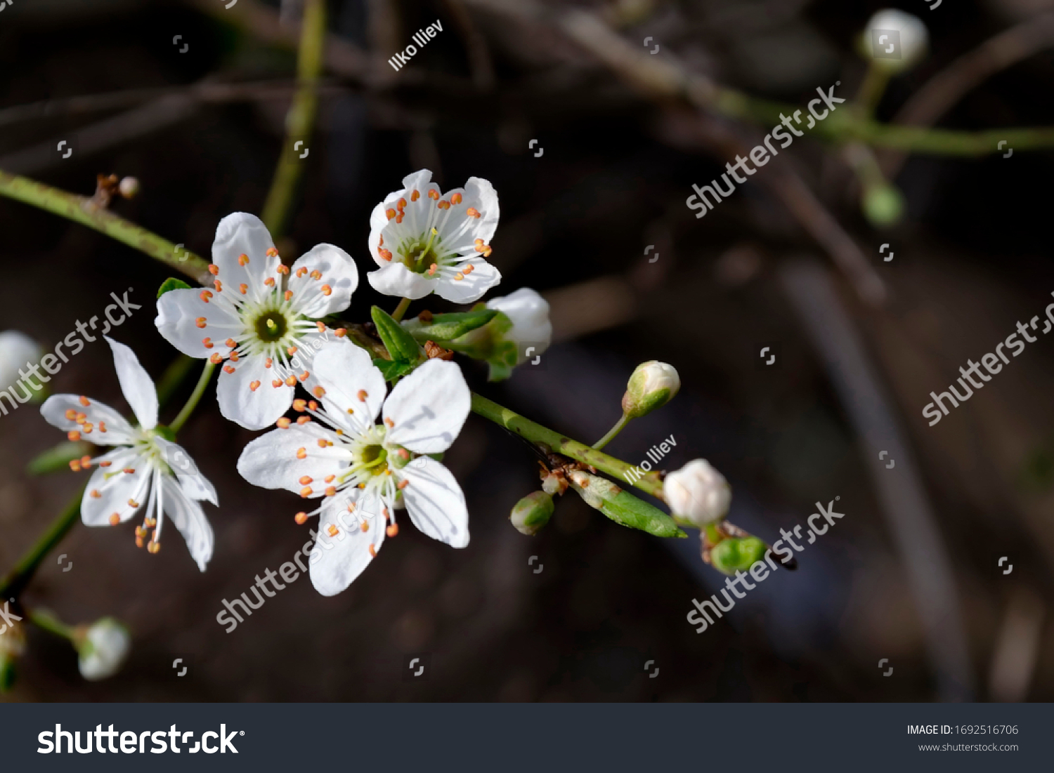 Flowering trees in spring, Bulgaria #1692516706
