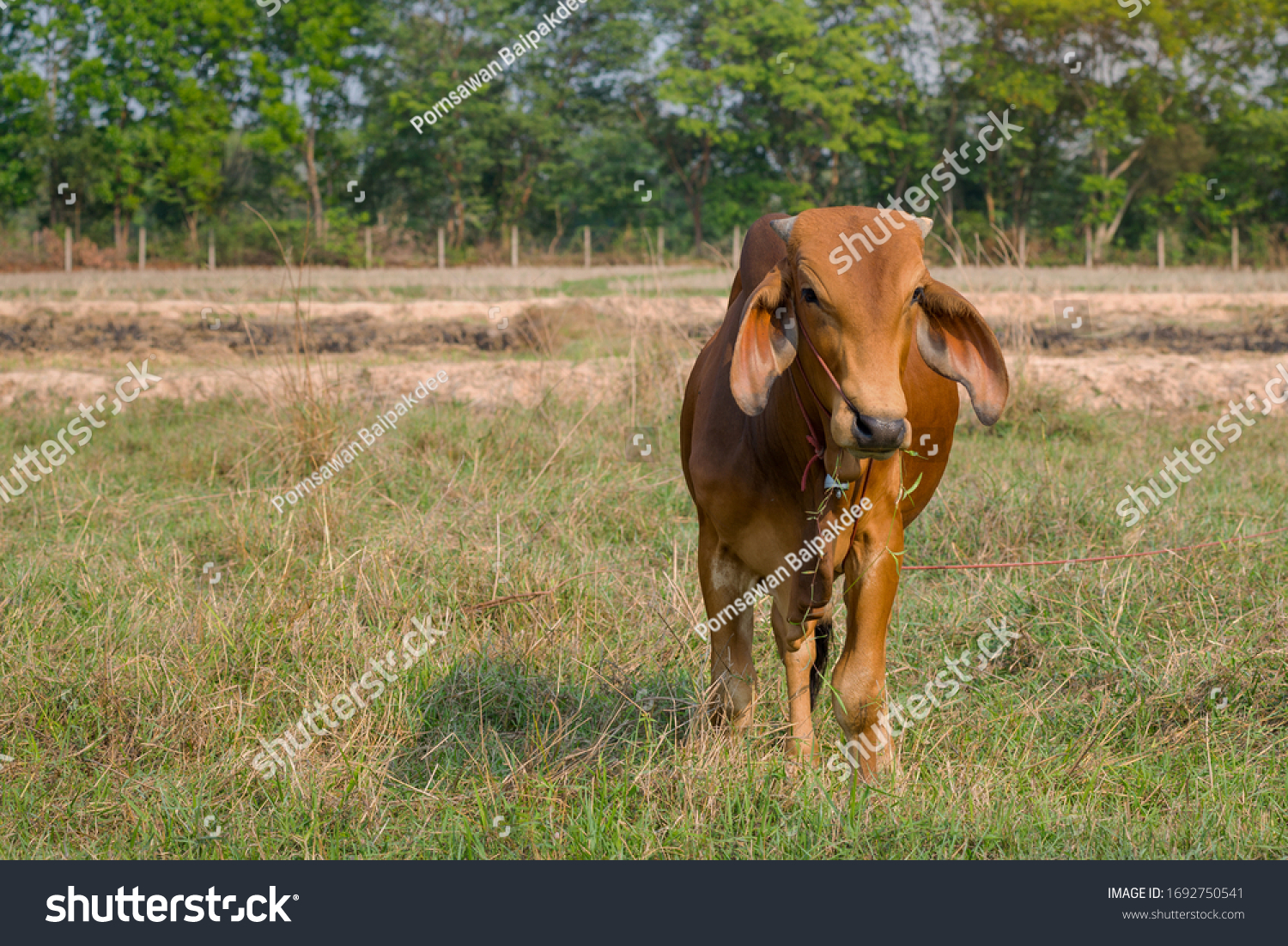 Cows standing in the rice field Thailand. #1692750541