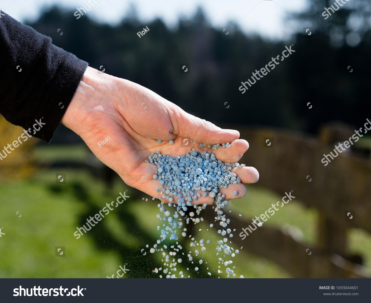 how to apply chemical fertilizer to plants in garden; hand holding and spreading chemical fertilizer or blue corn / blue fertilizer - how to fertilize your garden by hand using chemical fertilizer #1693044601