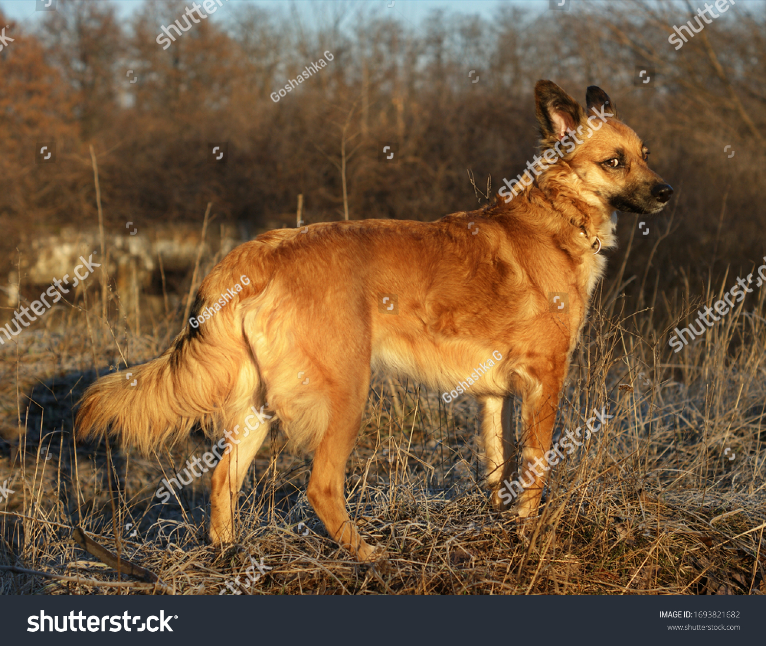 Red-headed yard dogs similar to Dingo. Domestic red dogs similar to Dingo wild dogs #1693821682