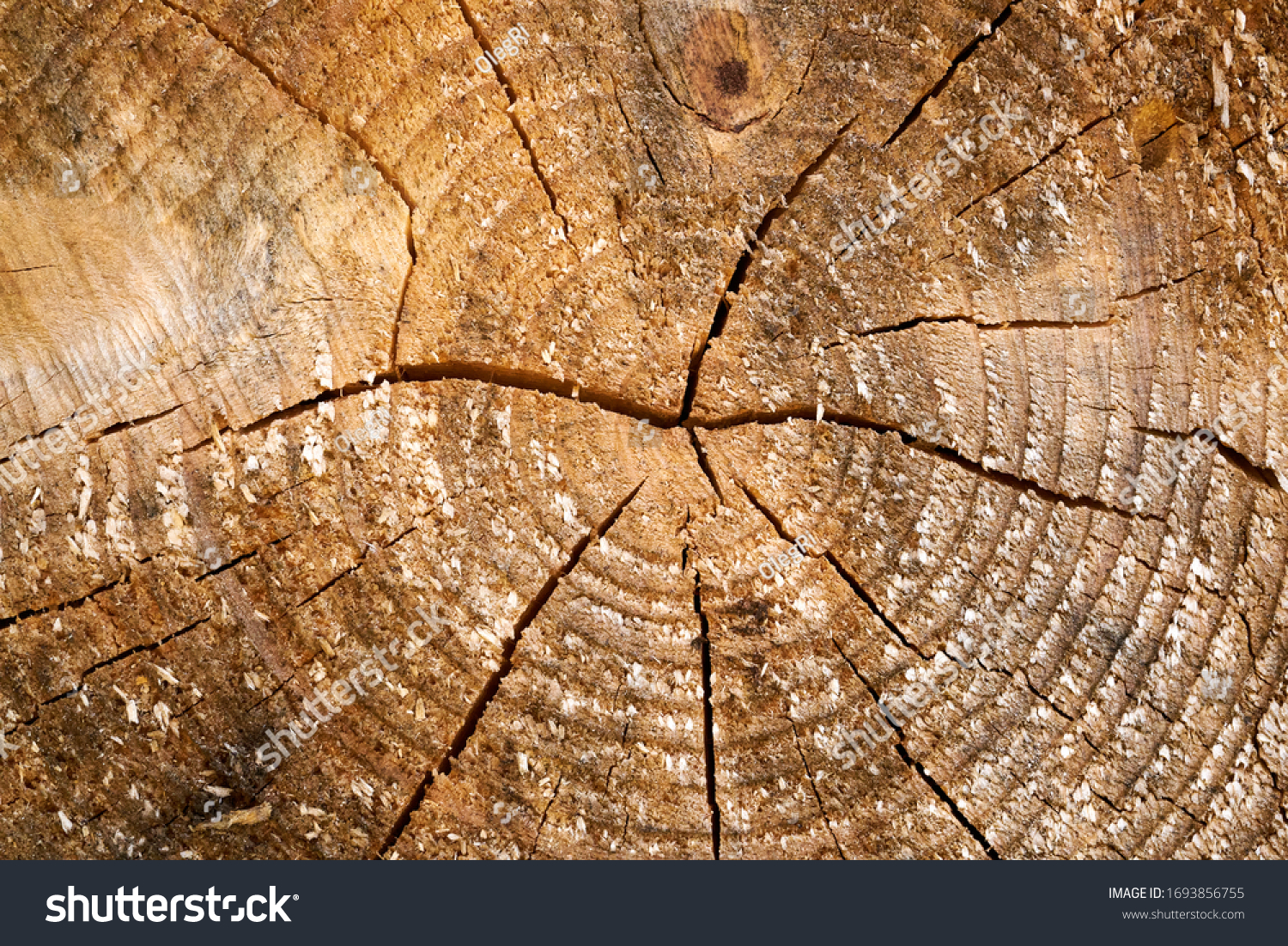 Tree rings old weathered wood texture with the cross section of a cut log. #1693856755