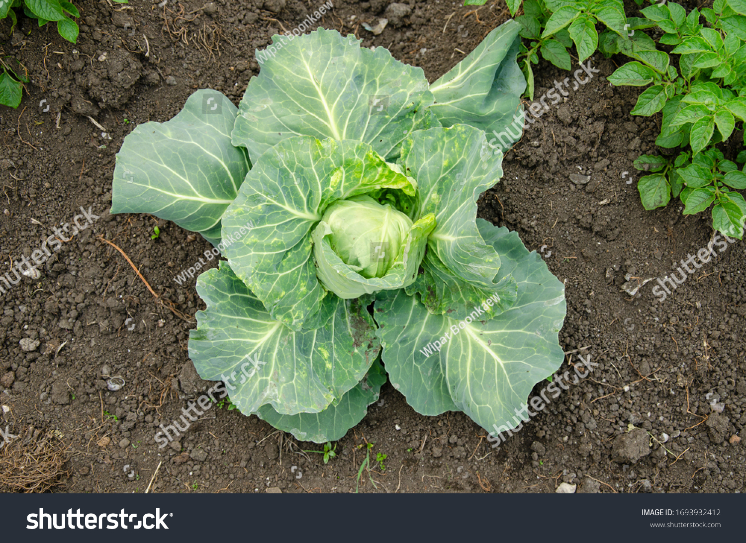 Fresh cabbage from farm field. View of green cabbages plants.Non-toxic cabbage.Non-toxic vegetables.Organic farming. #1693932412