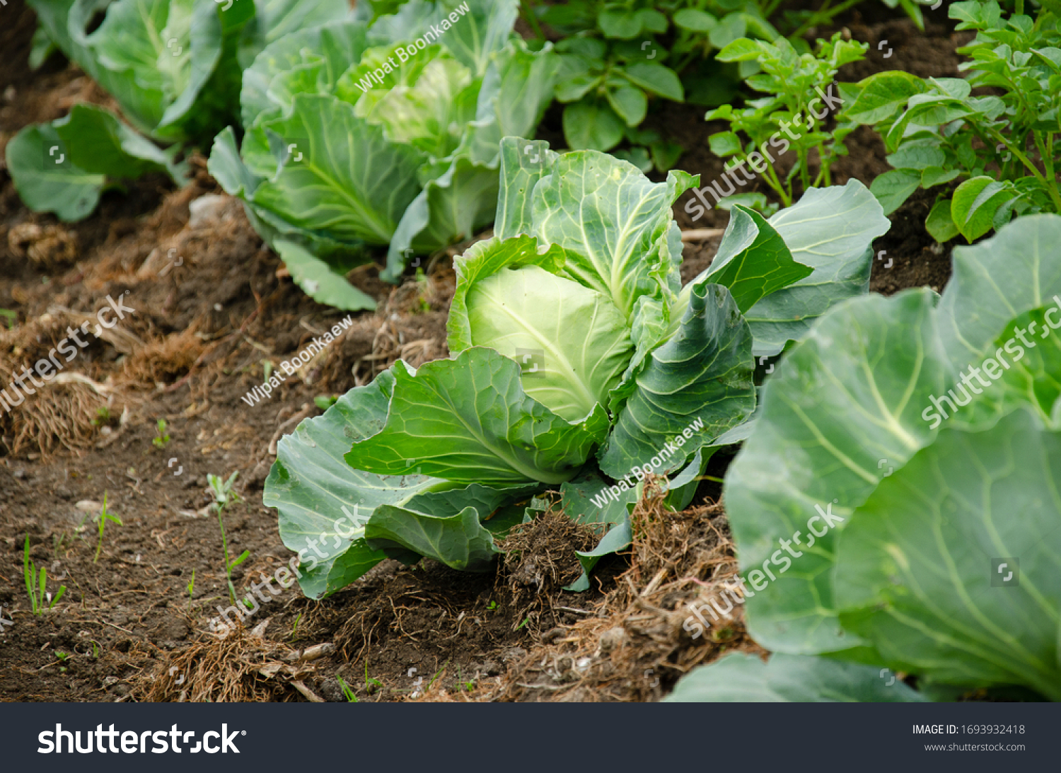 Fresh cabbage from farm field. View of green cabbages plants.Non-toxic cabbage.Non-toxic vegetables.Organic farming. #1693932418