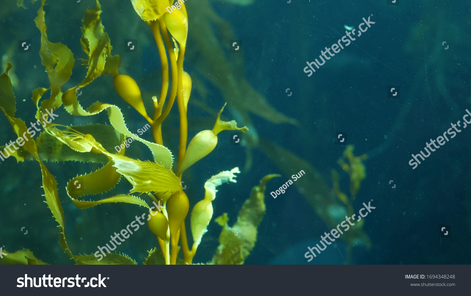 Light rays filter through a Giant Kelp forest. Macrocystis pyrifera. Diving, Aquarium and Marine concept. Underwater close up of swaying Seaweed leaves. Sunlight pierces vibrant exotic Ocean plants. #1694348248