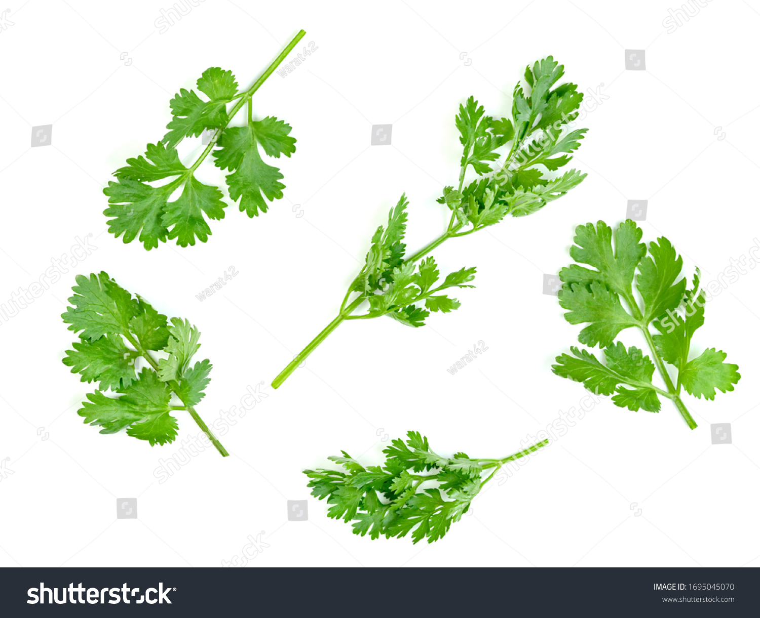 leaf Coriander or Cilantro isolated on white background. Green leaves pattern   #1695045070