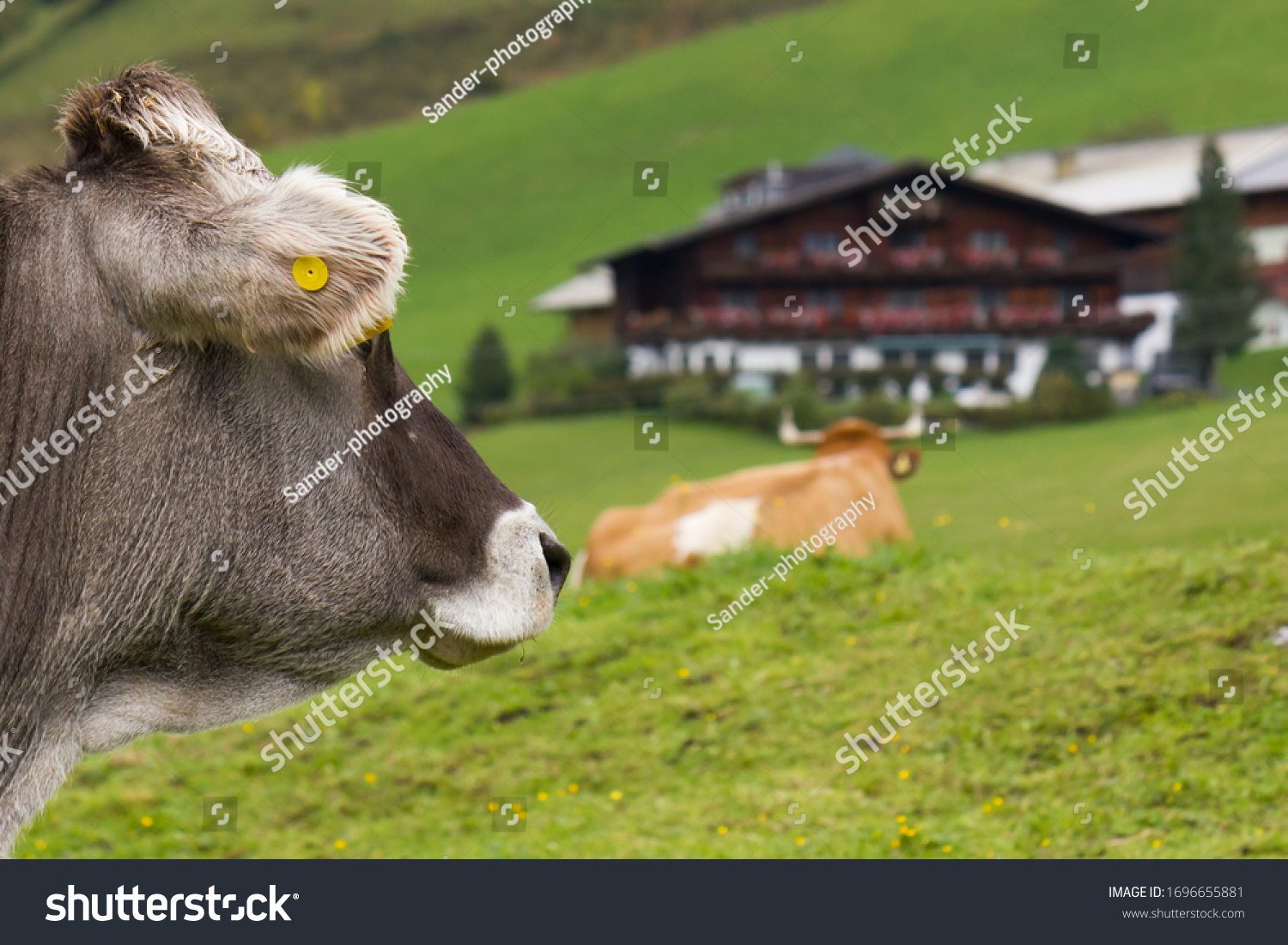 Austrian cow (Bos Taurus) looking to farmstead with blurred background #1696655881