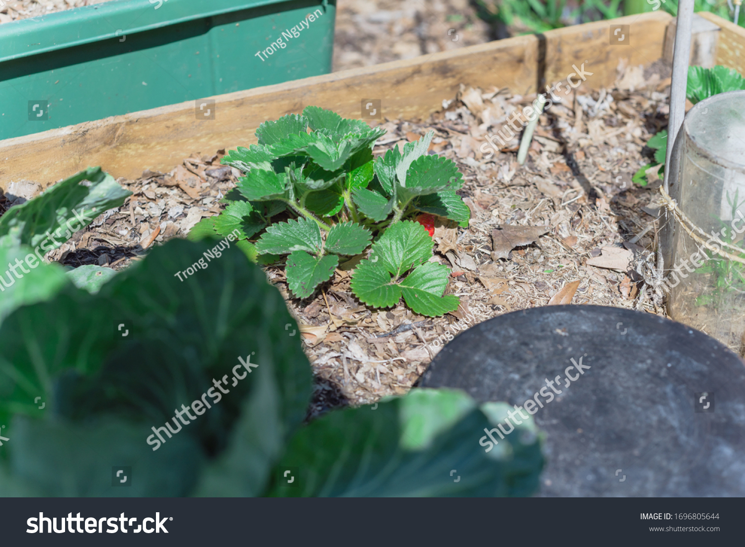 Raised  bed garden with strawberry plant and red fruit on thick leave mulch in Texas, America. Homegrown berry fruits on organic strawberries bush. #1696805644