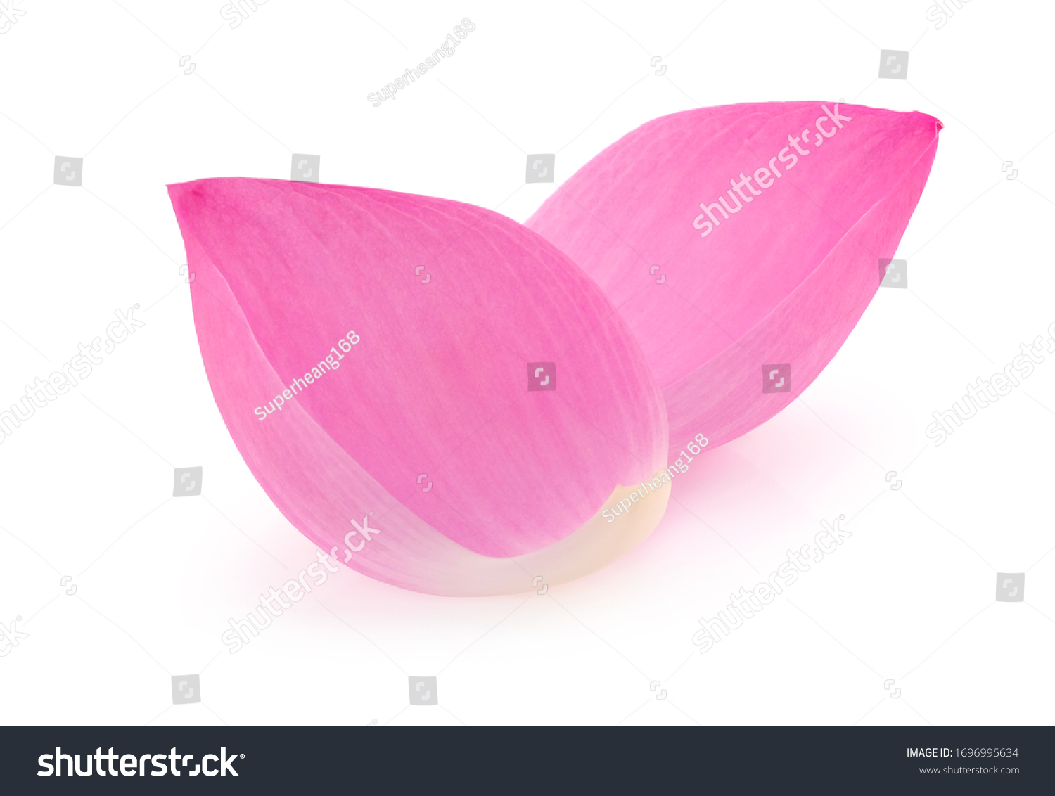  Pink lotus petals isolated on white background. #1696995634