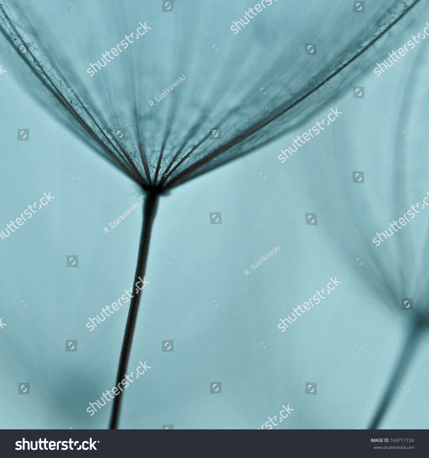 abstract dandelion flower background, extreme closeup with soft focus, beautiful nature details. Art photography  #169717724