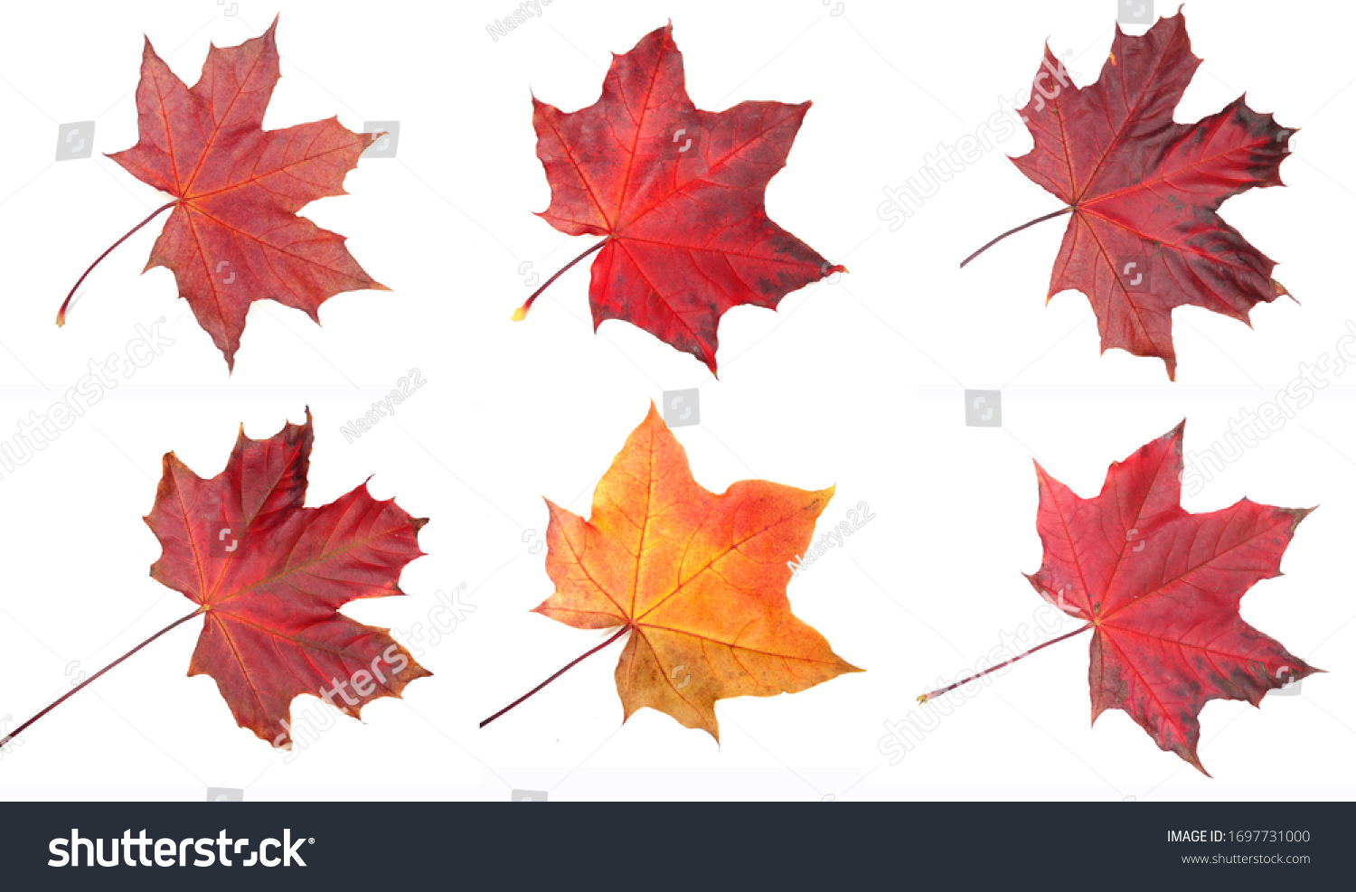 autumn maple red yellow leave isolated on white background   #1697731000