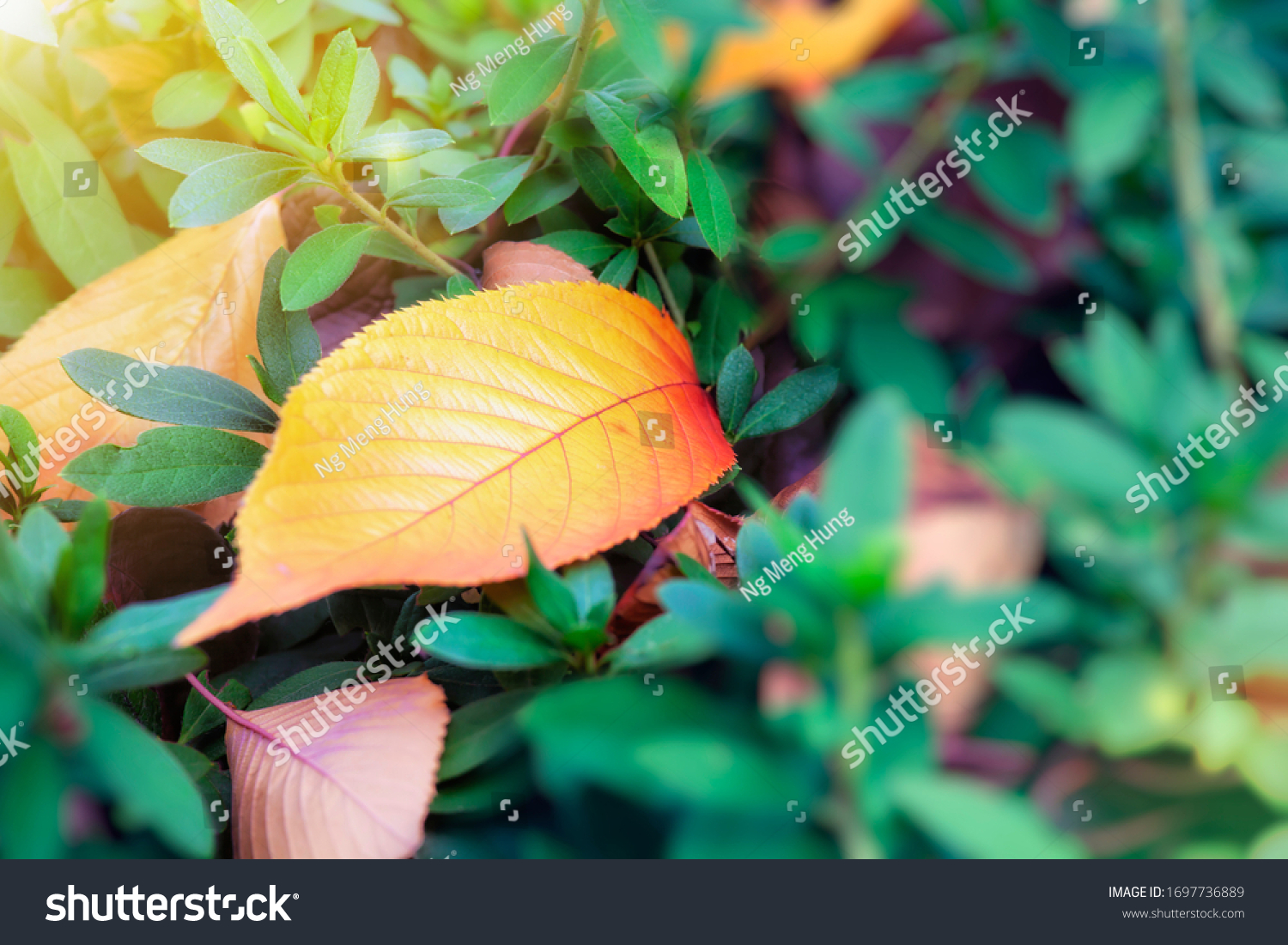 Orange dead leaves in the sun against a green leafy background #1697736889