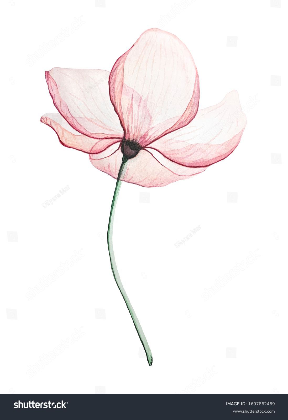 Pink Magnolia flower, on a white background transparent petals delicate watercolour technique #1697862469
