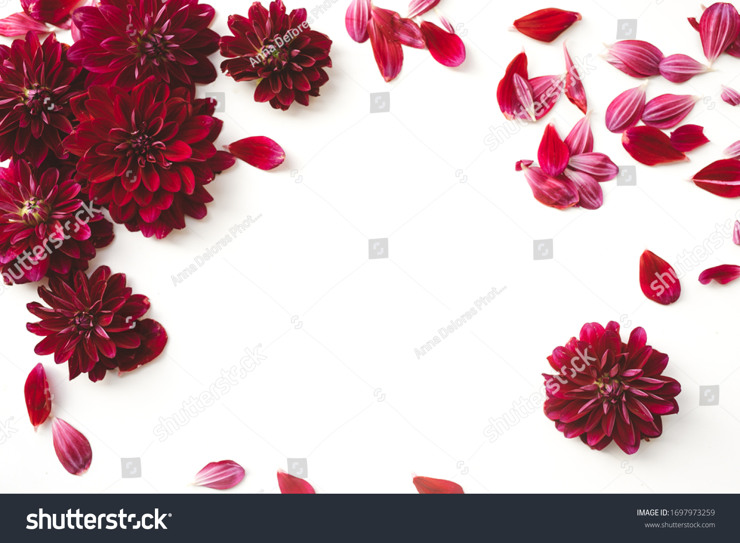 Red dahlia flowers with scattered petals, crimson floral border with blossom frame on white background #1697973259