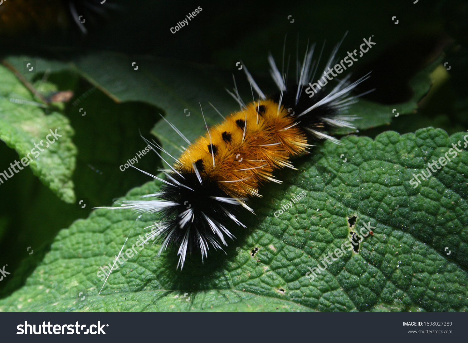 A fuzzy, orange and black tiger moth caterpillar (Lophocampa maculata) forages on leaves in the temperate rainforest of the Pacific Northwest. #1698027289