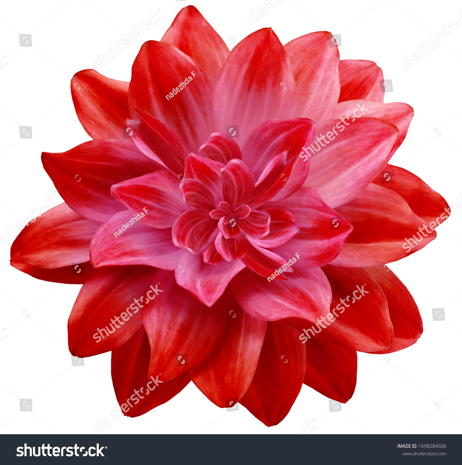  dahlia flower red. Flower isolated on a white background. No shadows with clipping path. Close-up. Nature. #1698284506