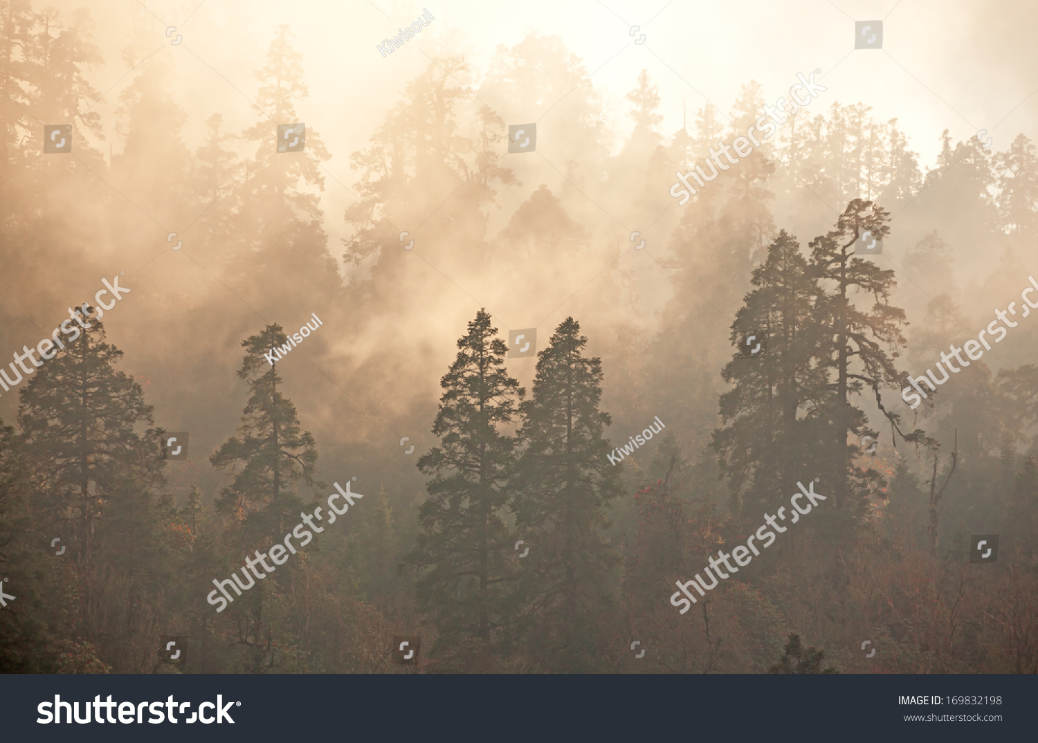 Majesty of nature: misty forest at sunrise. Himalayan pine-trees and rhododendrons. 
Canon 5D Mk II. #169832198