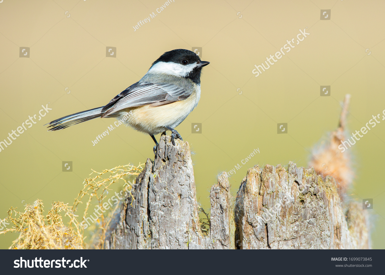 Black capped chickadee perched on  a snag. #1699073845