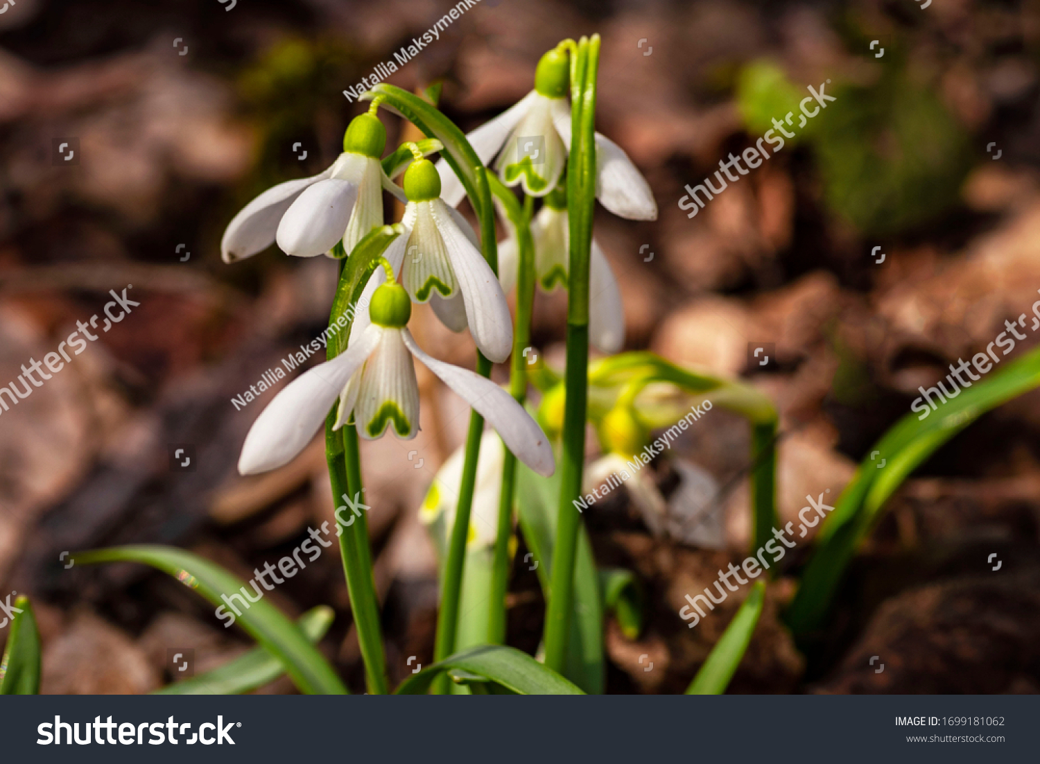 White snowdrop .Snowdrop spring flowers. Galanthis in early spring gardens. Delicate Snowdrop flower is one of the spring symbols .The first early snowdrop flower. #1699181062