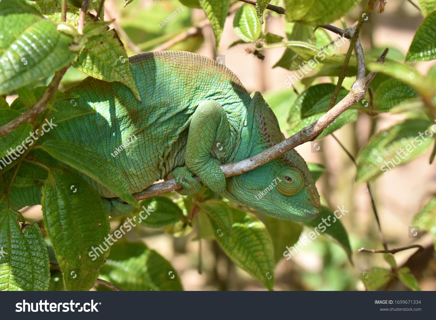 Colorful chameleon in Marozevo, Madagascar #1699671334