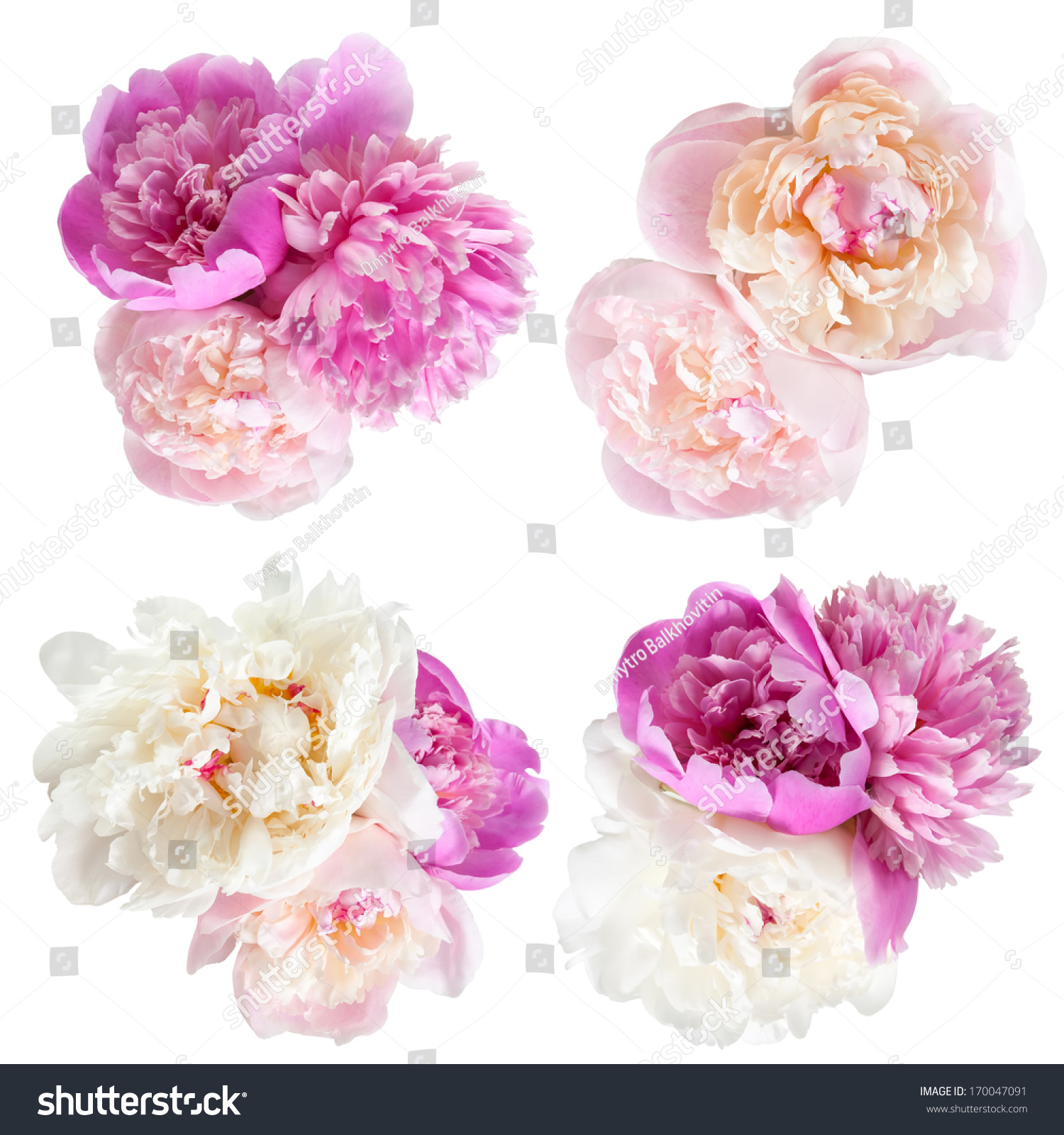 Peonies flower isolated on white background #170047091
