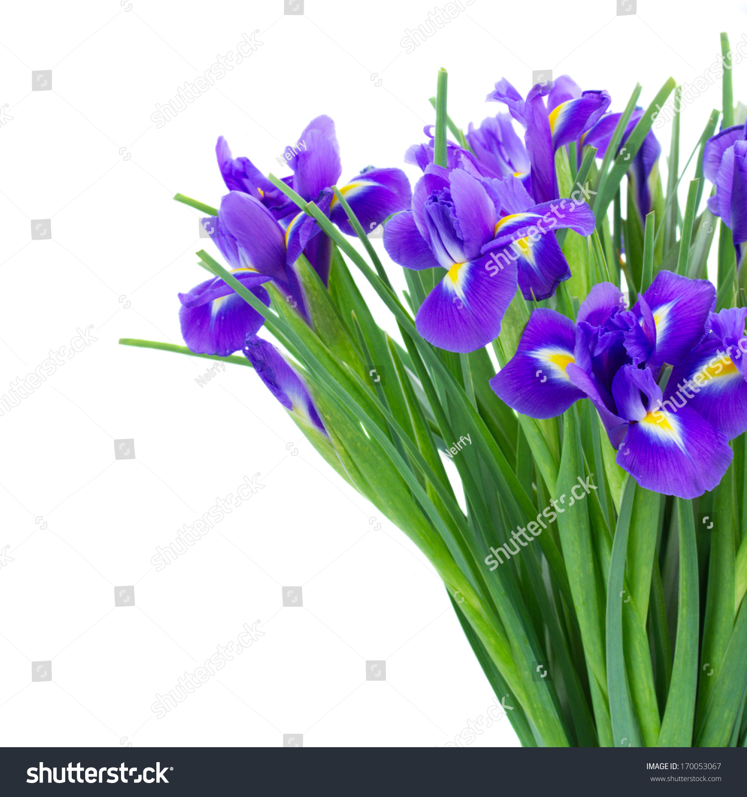 bunch of blue  irises flower close up  isolated on white background #170053067