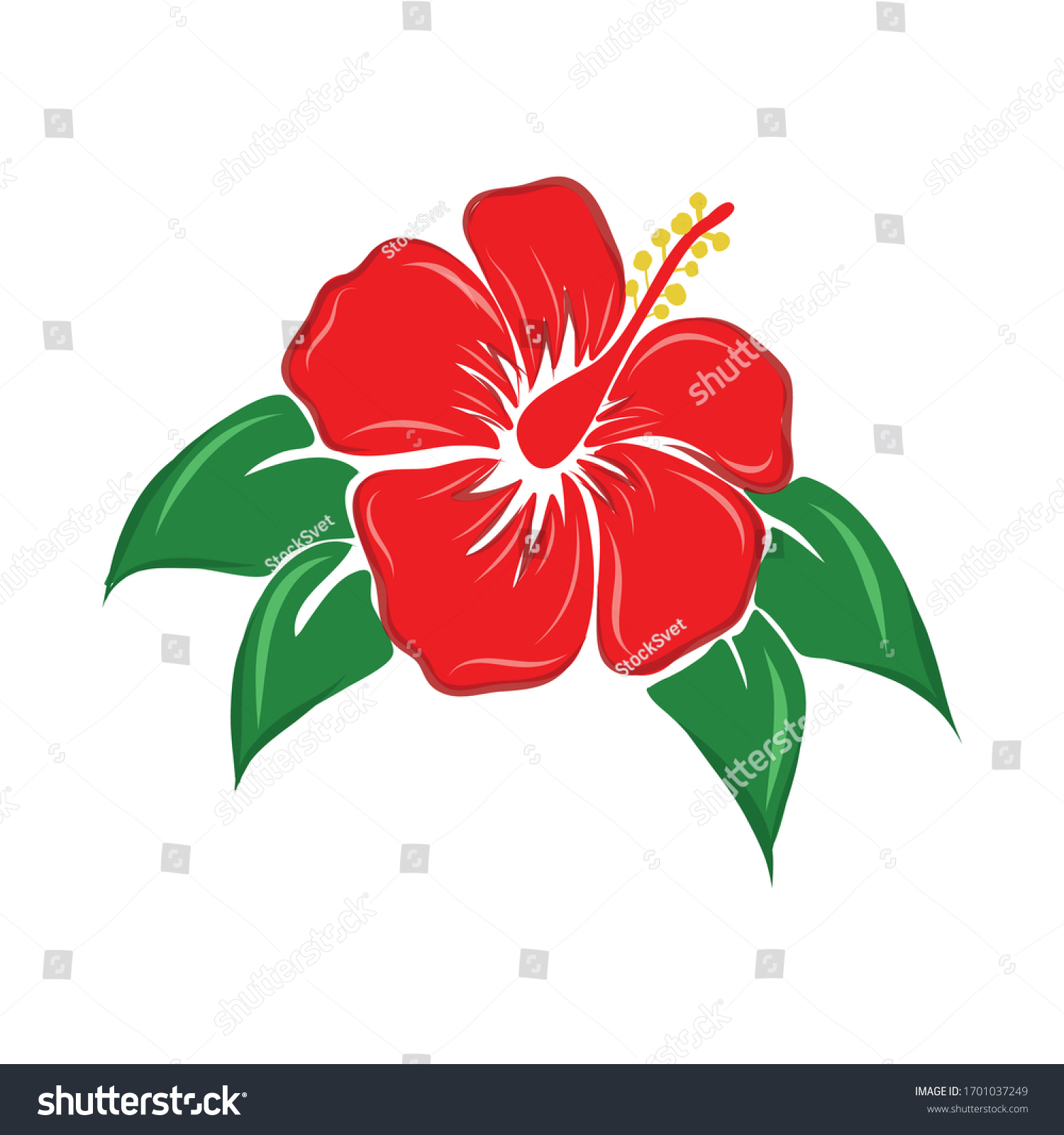 Hibiscus Flower Vector Illustration Isolated On Royalty Free Stock