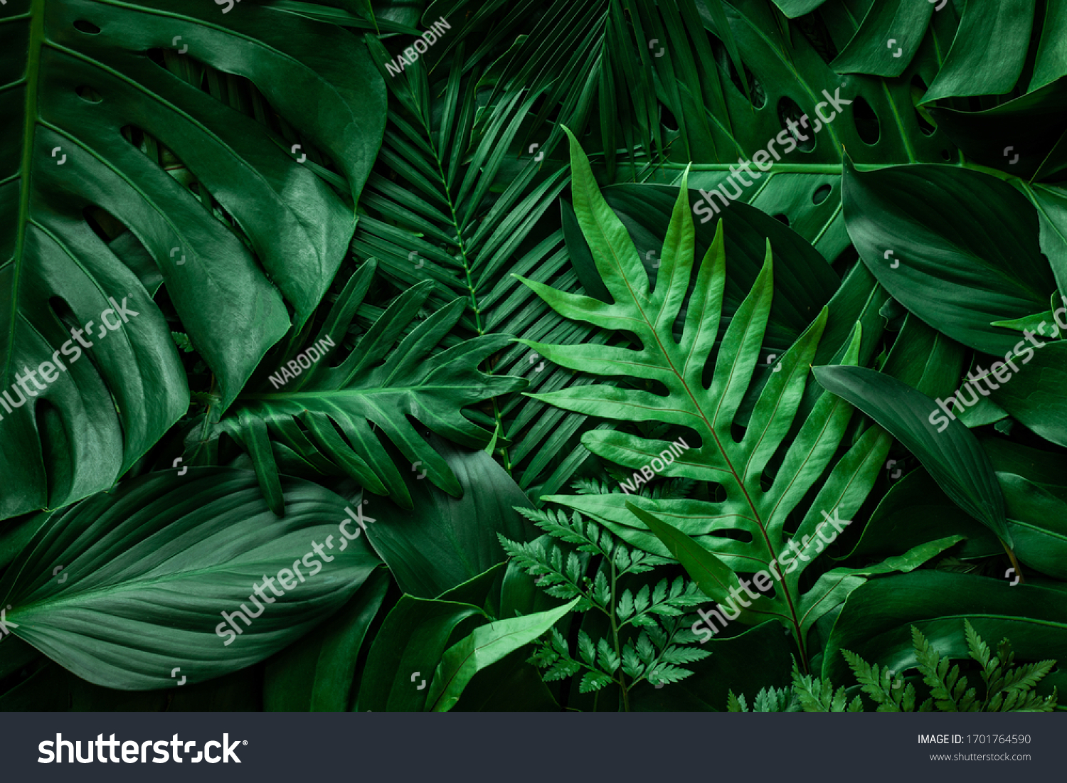 closeup nature view of green leaf and palms background. Flat lay, dark nature concept, tropical leaf #1701764590