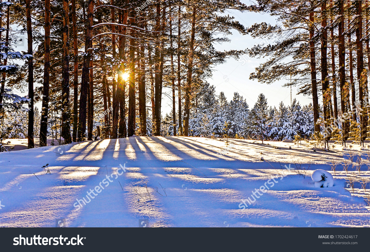 Winter snow sunset forest trees background #1702424617