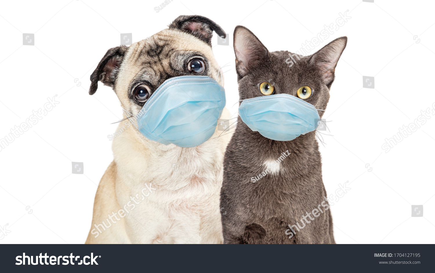 Cute Pug purebred dog and grey cat wearing protective surgical face masks  looking forward at camera isolated on white background #1704127195