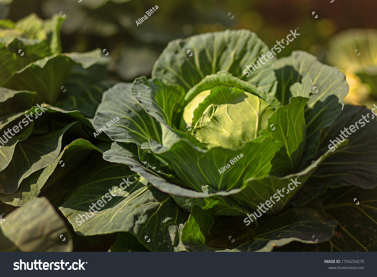 Fresh cabbage from farm field. View of green cabbages plants. Vegetarian food concept.Fresh green cabbage maturing heads growing in vegetable farm. #1704254275